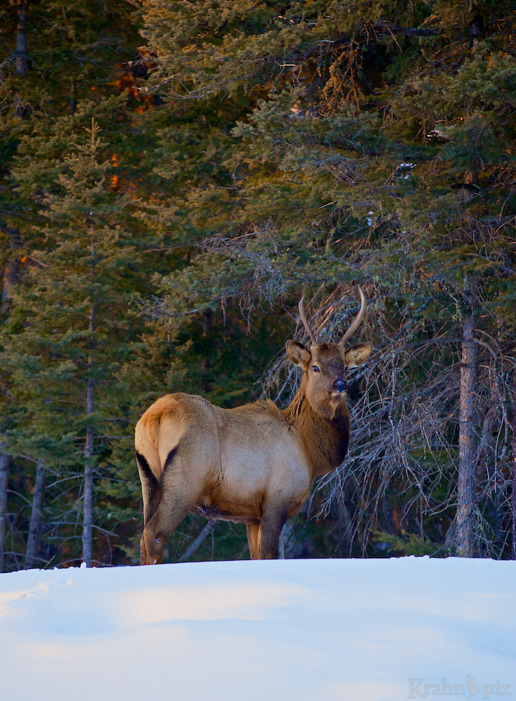 _MG_7236, elk, winter, snow, Saskatchewan