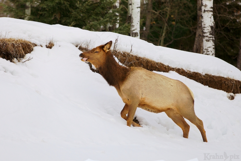elk, snow, winter, walking, tongue