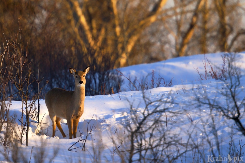 _T6C2622, deer, white tailed deer, Saskatchewan, snow, winter