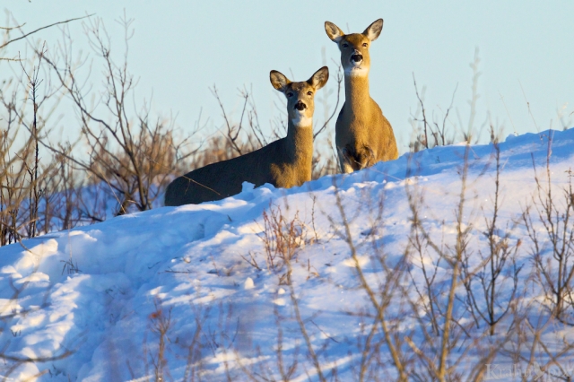 _T6C2646 (1), deer, white tailed deer, Saskatchewan, snow, winter