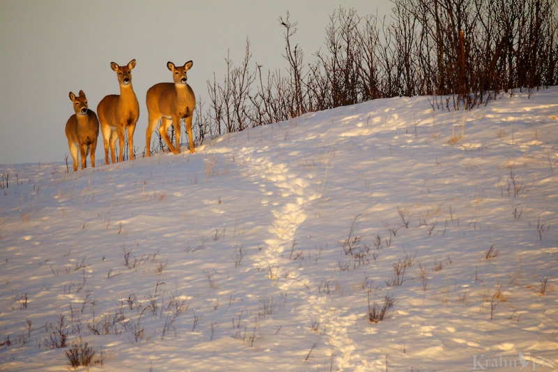 _T6C2655 (1), deer, white tailed deer, Saskatchewan, snow, winter