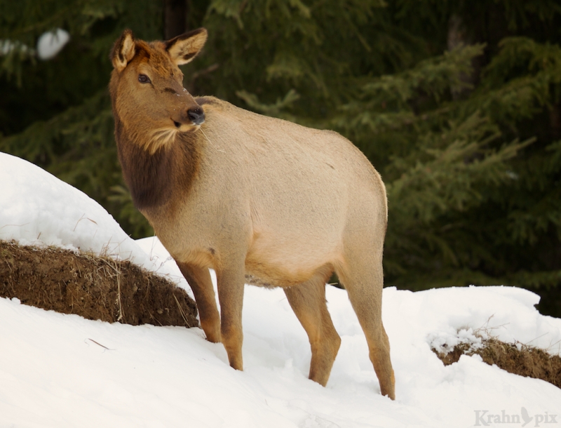 elk, winter, snow, Saskatchewan
