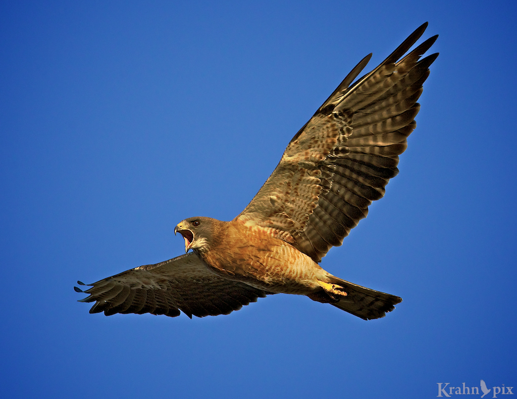 _T6C8527 - Version 2, hawk, red-tailed hawk, flying, Saskatchewan, Canada, crying