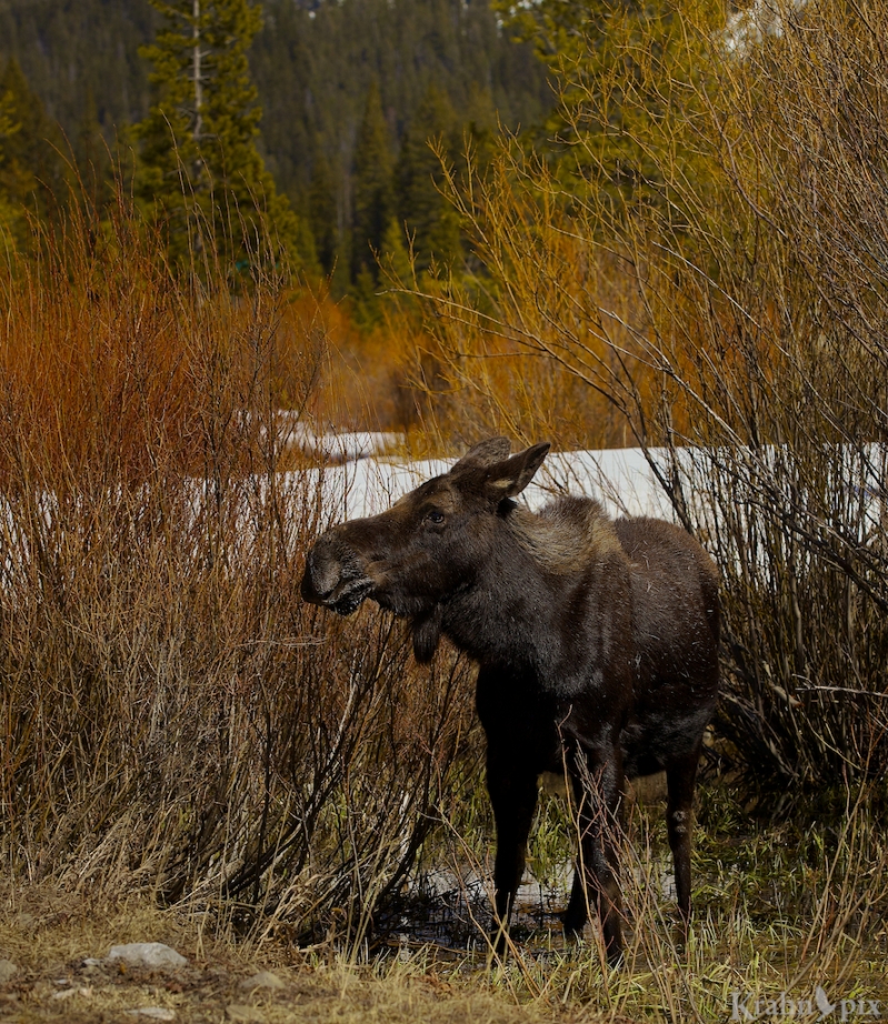 _MG_7765 (2), moose, willows