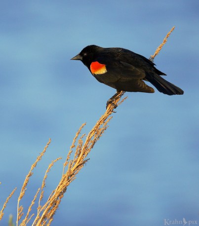 _T6C8139, red-winged blackbird
