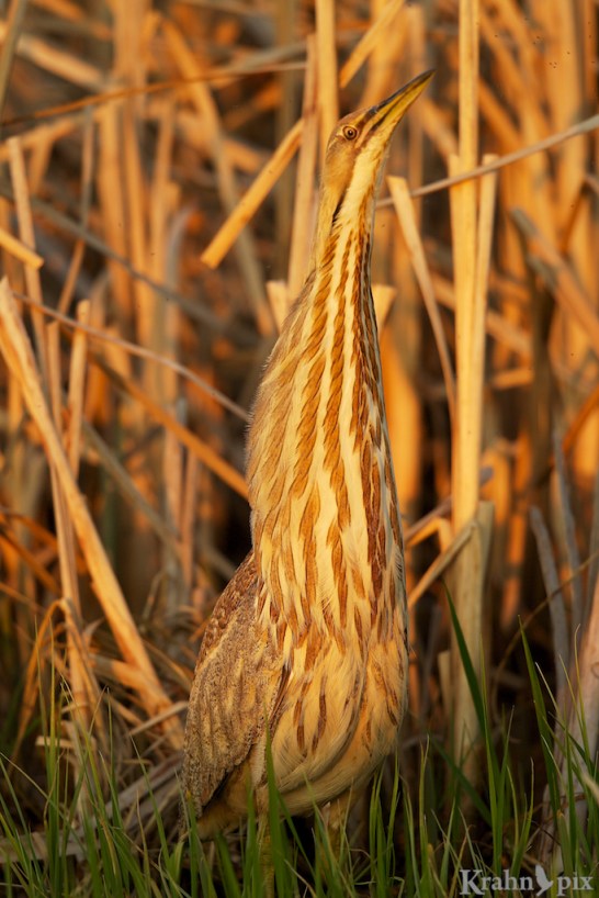 _T6C8194, American Bittern