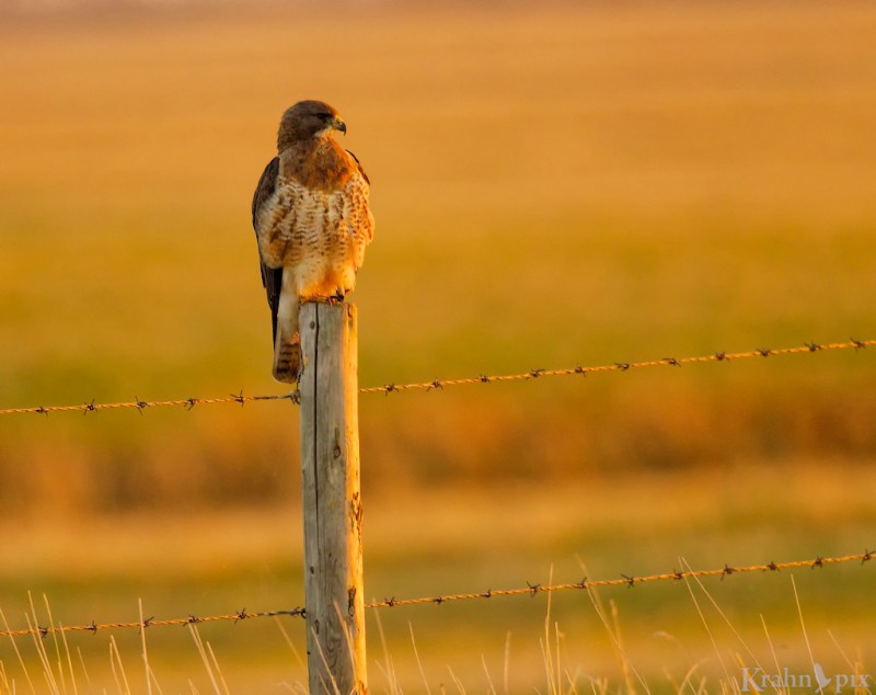 _T6C8359, hawk, Saskatchewan