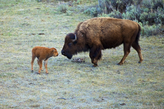 _MG_8092, bison, buffalo, calf