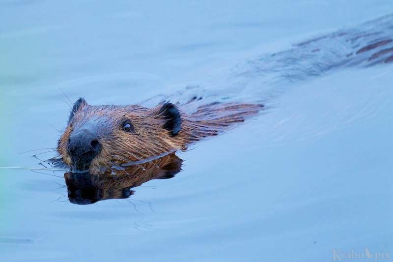_T6C1172 (2), beaver swimming