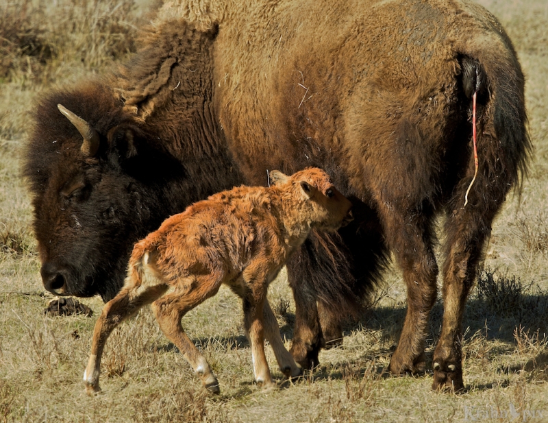_T6C4726, bison, buffalo, calf, new born, after birth