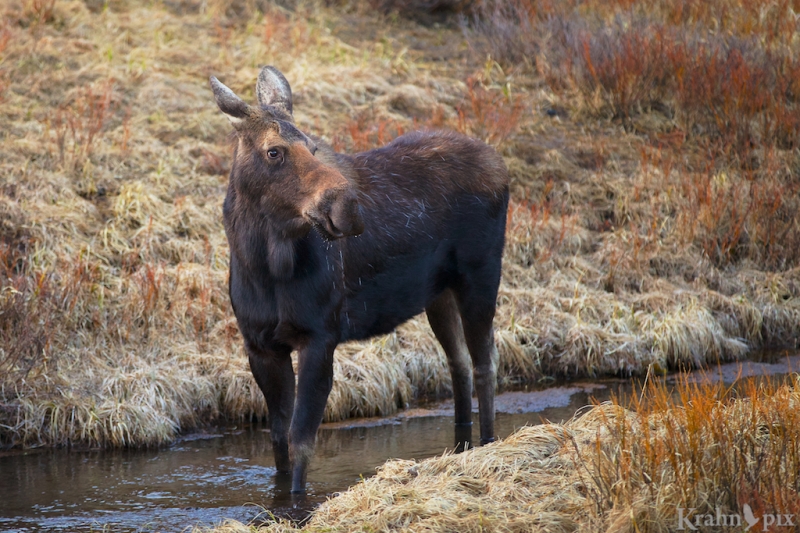 _MG_8637, moose, creek