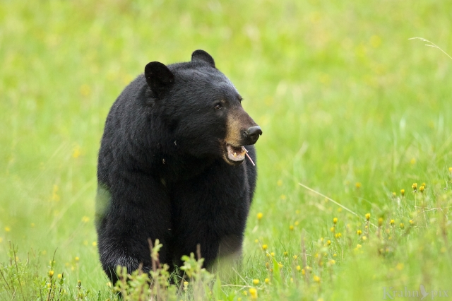 _T6C0142, bear, black bear, dandelions, Banff