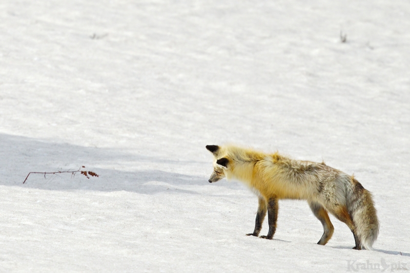 _T6C7156, fox, hunting, snow