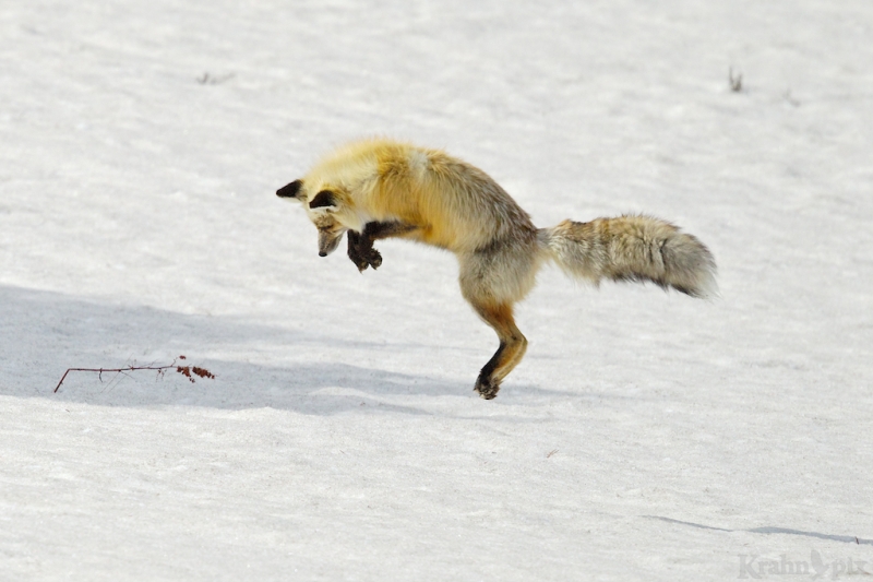 _T6C7163, fox, hunting, snow