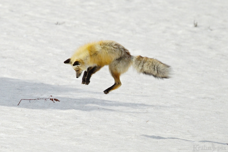 _T6C7164, fox, hunting, snow