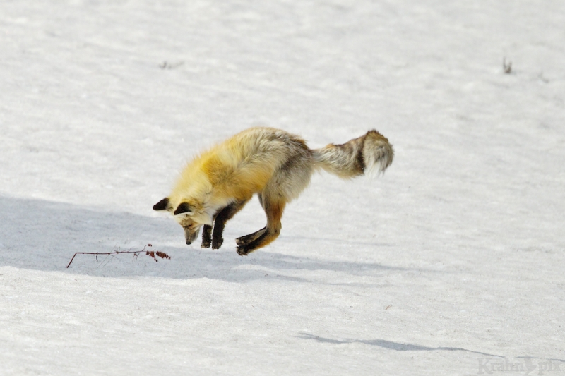 _T6C7165, fox, hunting, snow