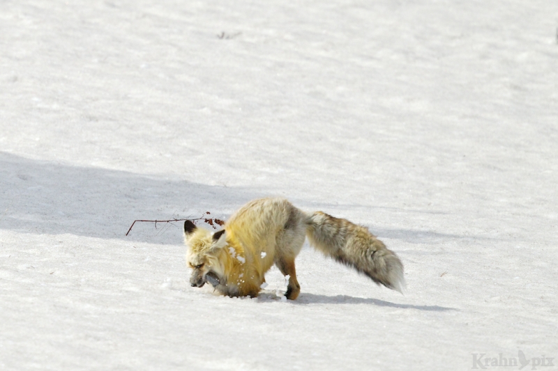 _T6C7169, fox, hunting, snow