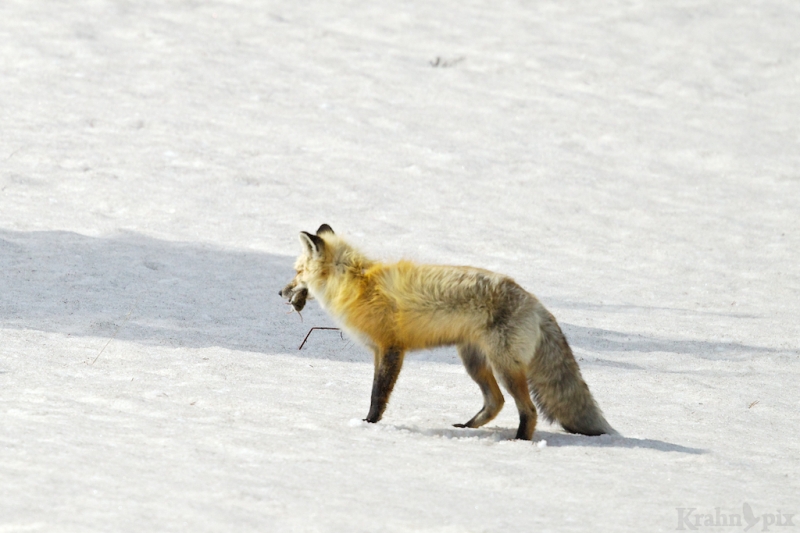 _T6C7171, fox, hunting, snow