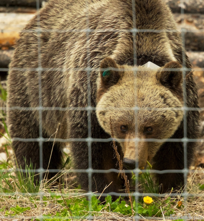 _T6C8740, grizzly, fence, 