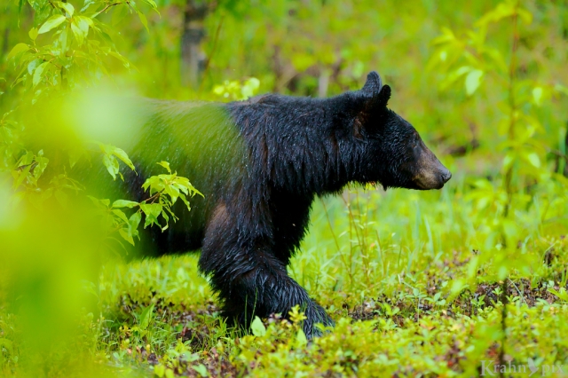 _MG_5739, black bear, forest