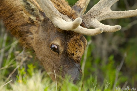 _MG_8954 (1), elk
