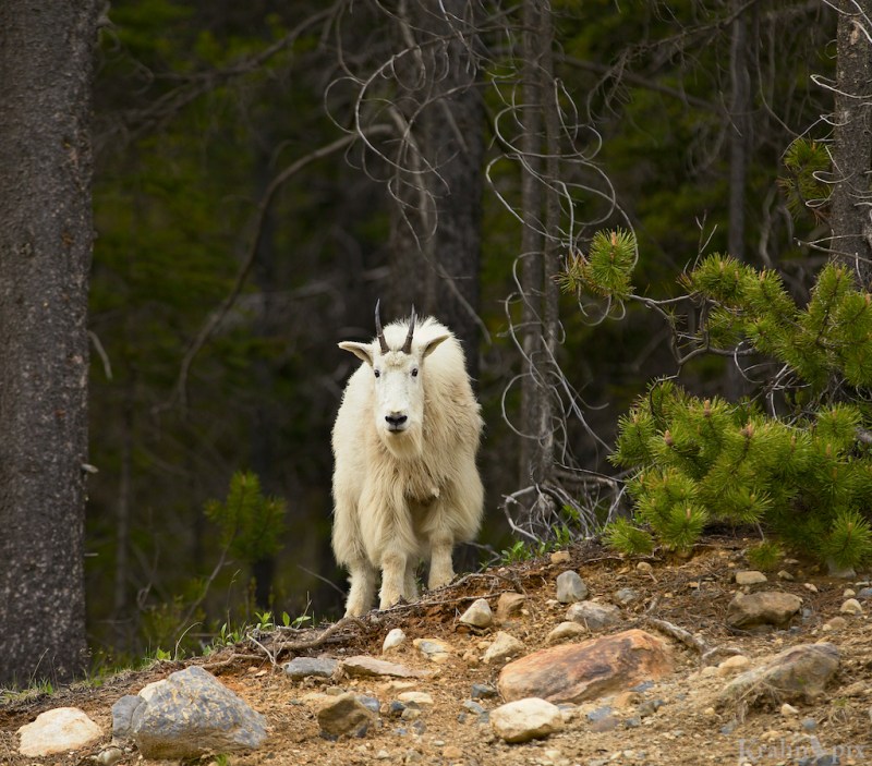 _MG_9141 (1), mountain goat