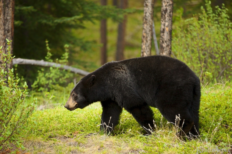 _MG_9956, black bear, Banff National Park