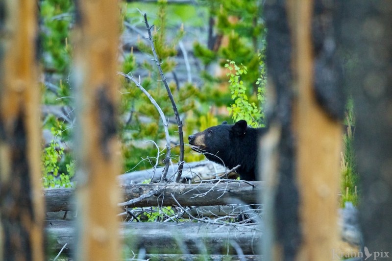 _T6C0169, black bear, trees