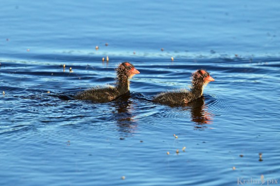 _T6C1473 (1), coot, baby