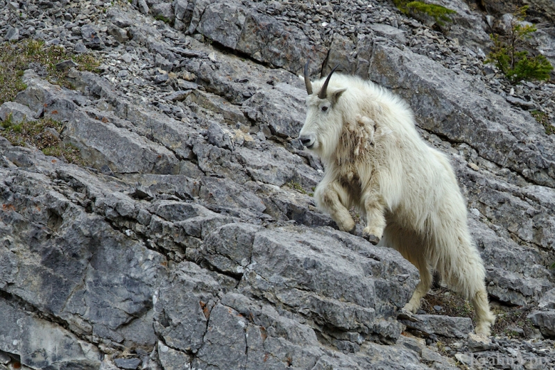 _T6C8902, mountain goat