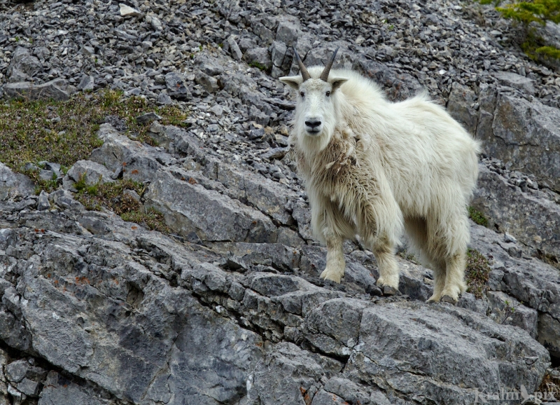 _T6C8945, mountain goat