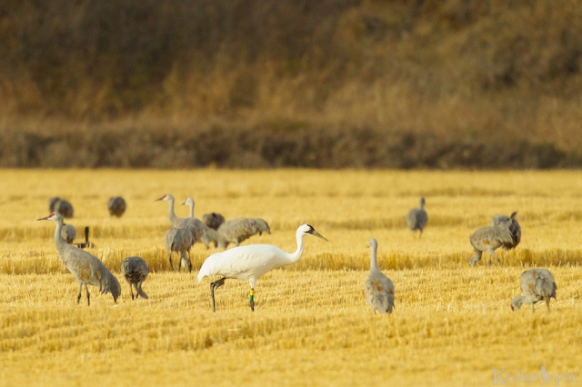 DT6C5469, Whooping Crane, Sandhill Crane, feeding