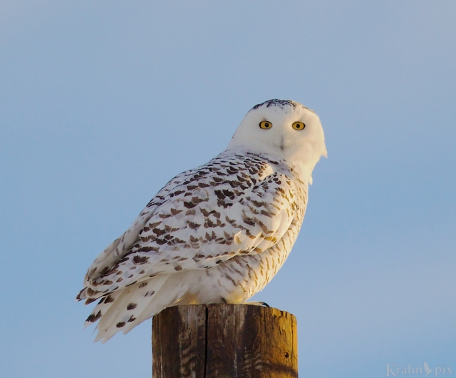 DT6C8709, snowy owl