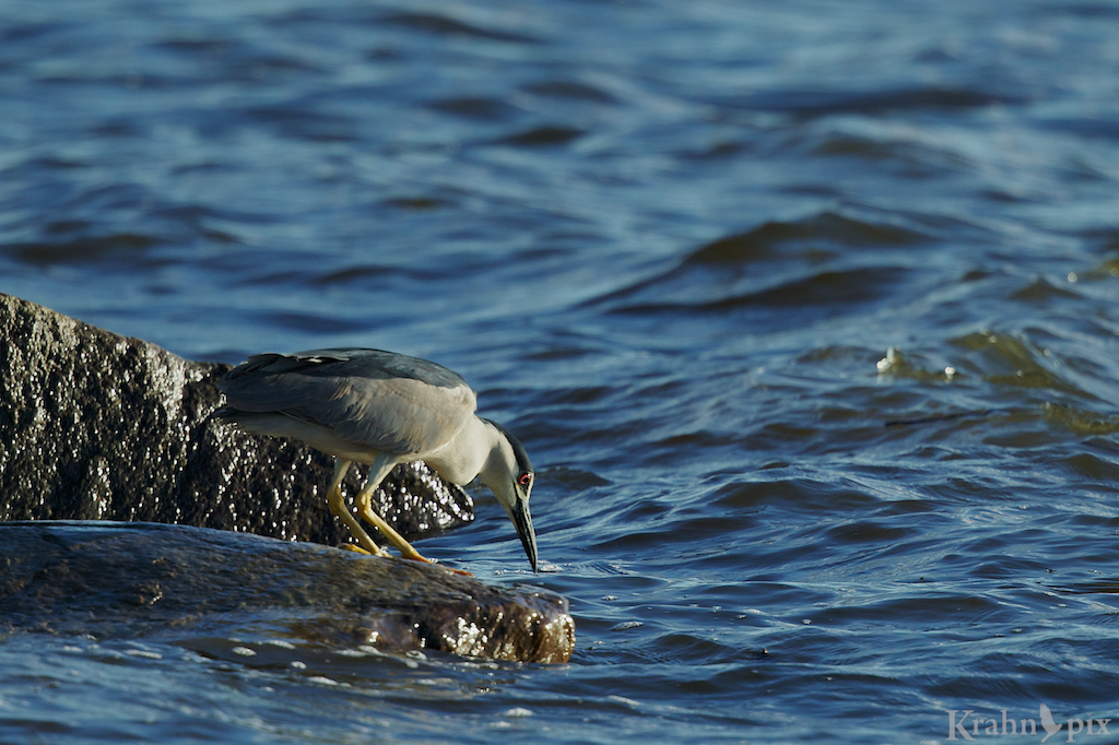 black capped night heron, _T6C1355