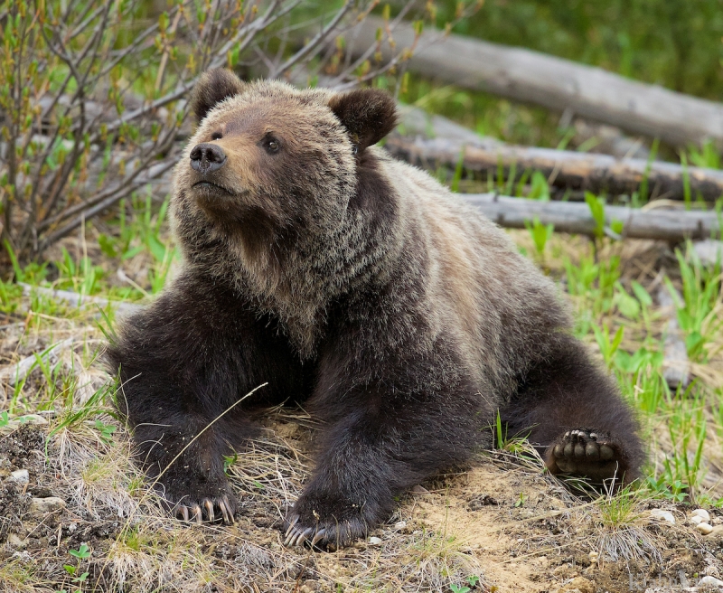 _T6C5909, grizzly