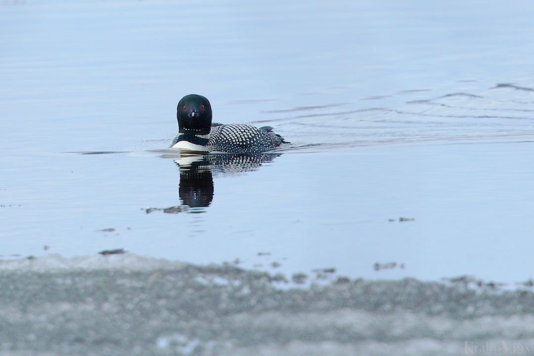 2B5A0257, common loon
