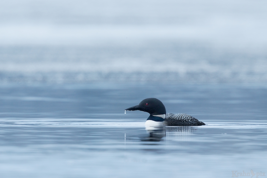 2B5A0325, common loon