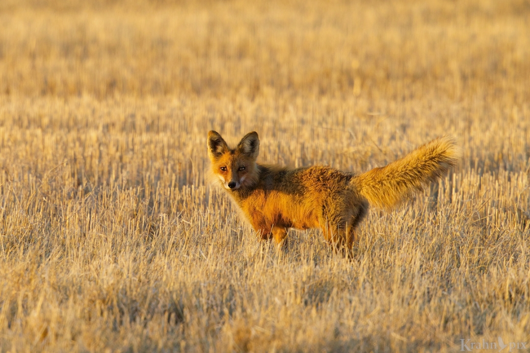 DT6C9326, fox