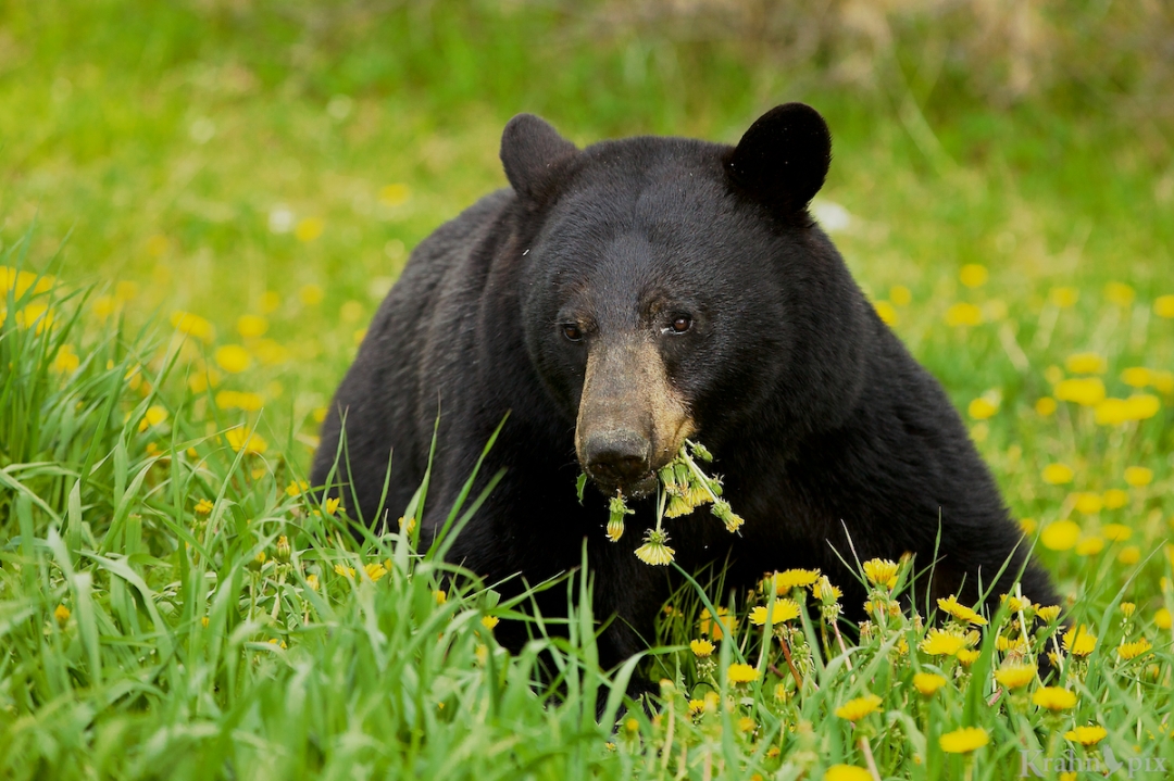 _MG_2826 (1), black bear, Banff, dandelions
