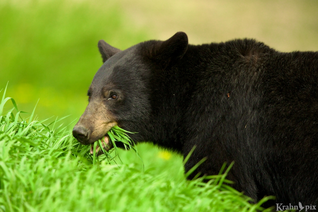 black bear eating _B5A1042