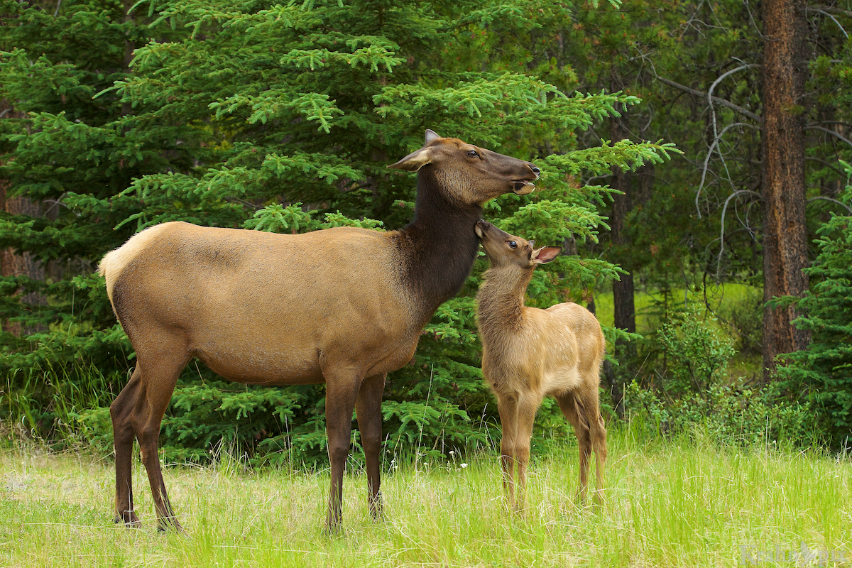 elk, calf, grass, trees _MG_3087