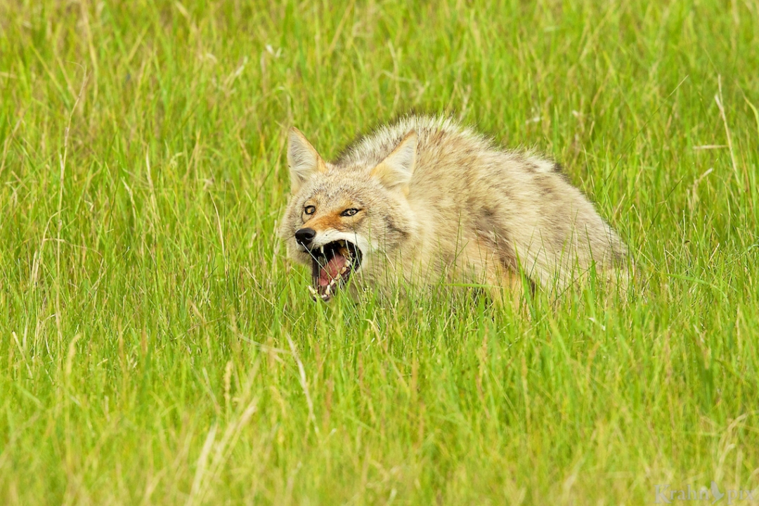 coyote, teeth, vicious, _B5A1815,