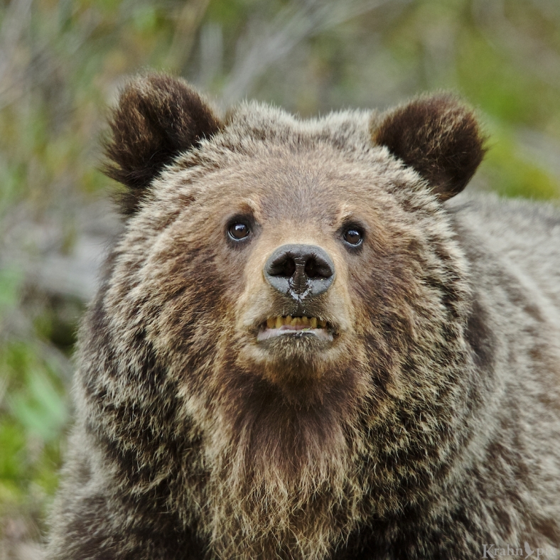 grizzly, bear, cub, _T6C5700 (1)