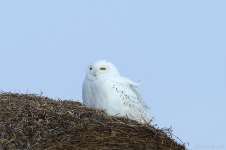 _B5A9018, snowy owl