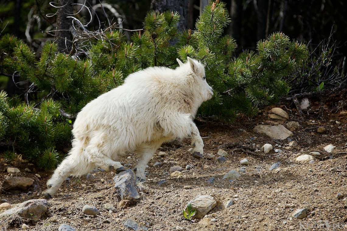 _MG_9152, mountain goat