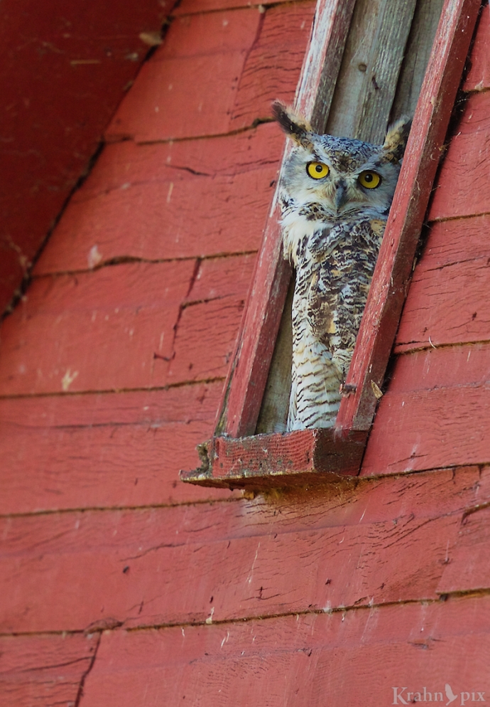 _B5A6626, great horned owl, barn
