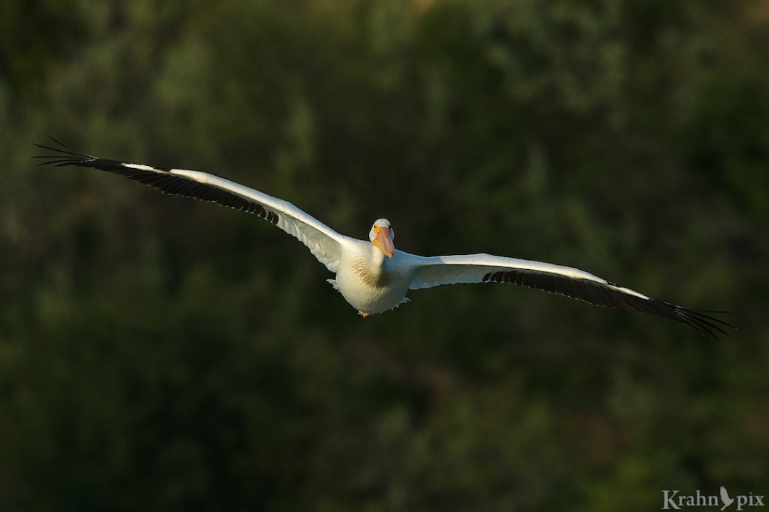pelican, flight, _B5A2704 - Version 2